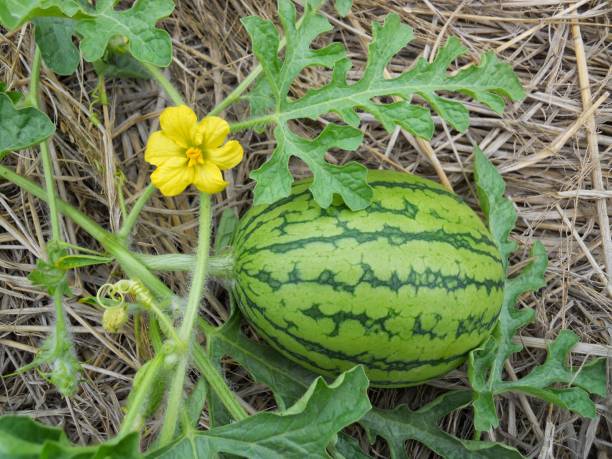 arbuz i kwiat - single flower small agriculture nature zdjęcia i obrazy z banku zdjęć