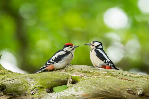 Great Spotted Woodpecker Family