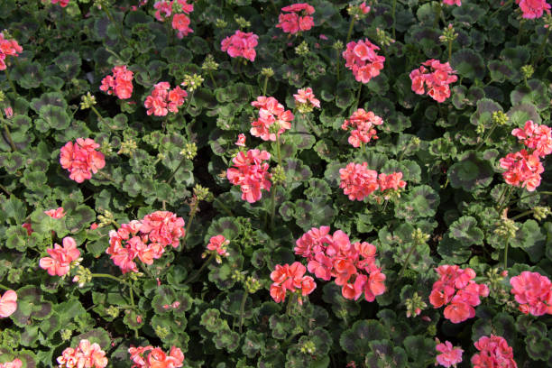 istock flowers bloom making a floral background 1011076898