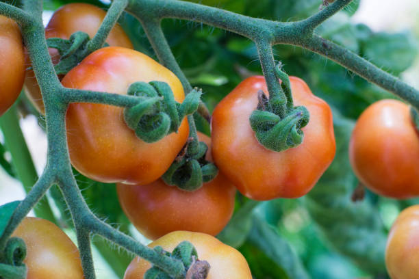istock Organic Mediterranean Tomatoes growing on the vine 1011081910