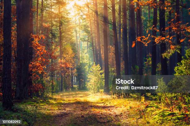 Autumn Forest Landscape Colorful Foliage On Trees And Grass Shining On Sunbeams Amazing Woodland Scenery Fall Beautiful Sunrays In Morning Forest Stock Photo - Download Image Now