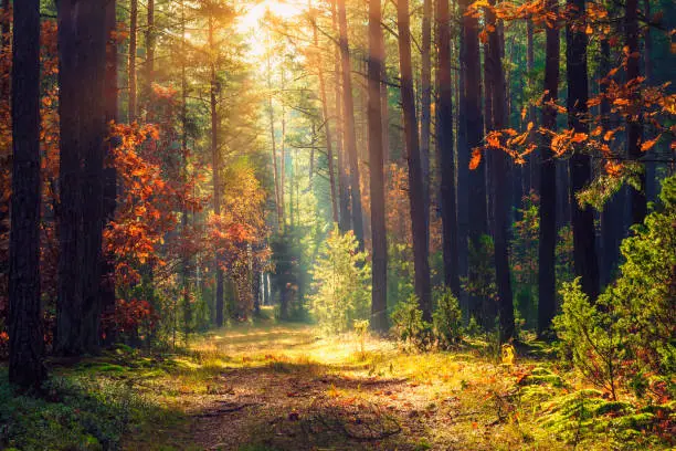 Autumn forest landscape. Colorful foliage on trees and grass shining on sunbeams. Amazing woodland. Scenery fall. Beautiful sunrays in morning forest.
