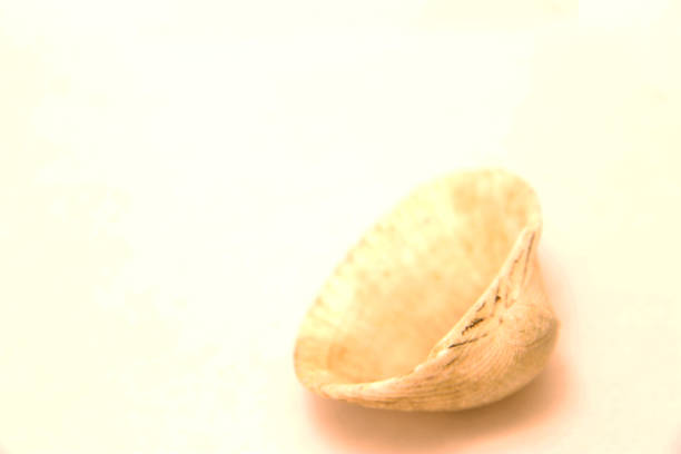istock Sea Shell Isolated On The White Background 1011082126