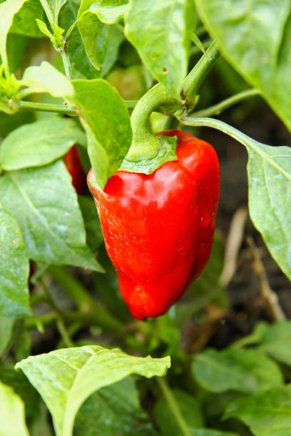istock Red Sweet Pepper Growing On The Bed 1011082288