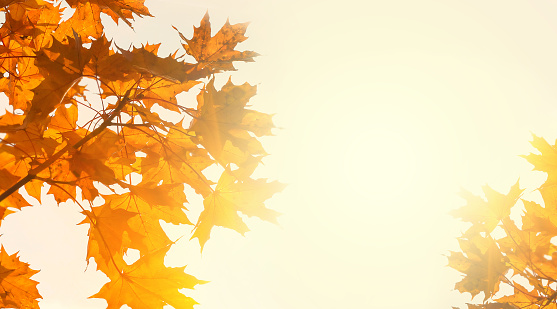 Yellow maple leaves on the background of sunny autumn sky. Autumn foliage background. Copy space