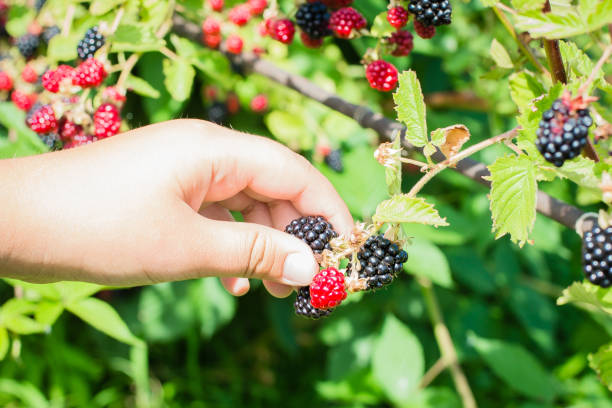 istock Ripe and unripe blackberries on the bush with selective focus. Hands picking blackberries. Female hands hold blackberries. 1011085034