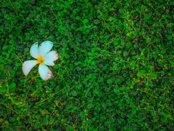 istock White Plumeria flowers on the Green leaf texture 1011085342