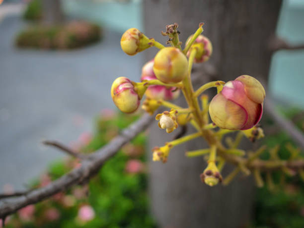 istock Close up cannonball tree flower 1011085456
