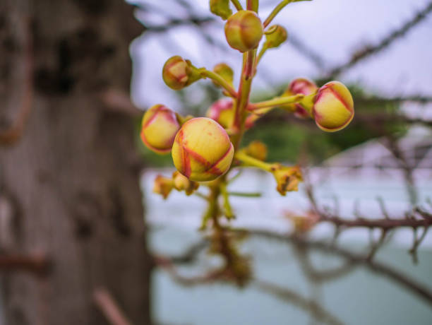 istock Close up cannonball tree flower 1011085464