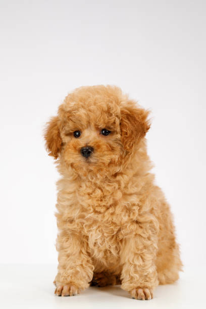 istock Cute brown miniature poodle puppy 1011088100