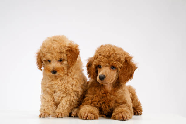 istock Two cute brown poodles puppies 1011088428