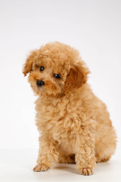 istock Cute brown miniature poodle puppy 1011088502