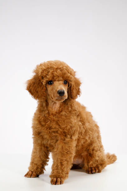 istock Cute brown miniature poodle puppy 1011088642