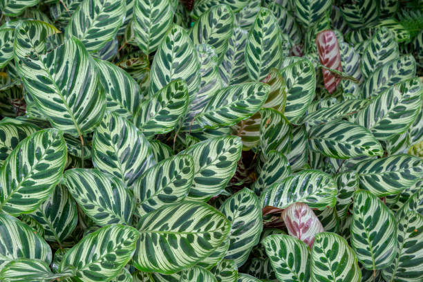 istock Pattern on the leaves of the Zebra plant. 1011094584