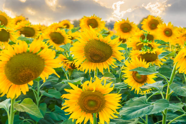 istock big sunflower in nature at the evening. 1011094614