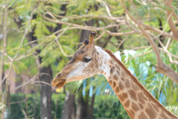 istock head shot of giraffe with blurred trees in the background 1011098082