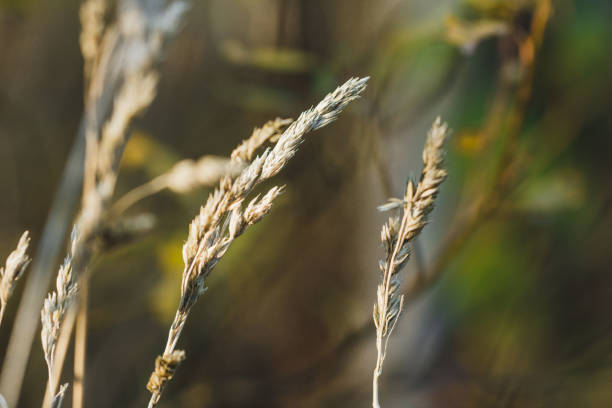 istock Fall background. Dry grass on a meadow, macro photography. 1011100408