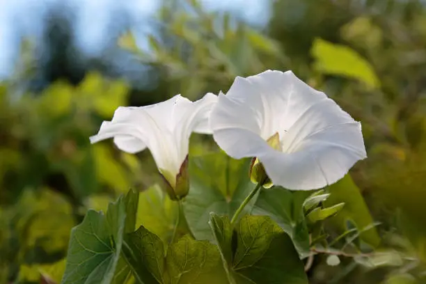 Calystegia sepium with white beautiful flowers