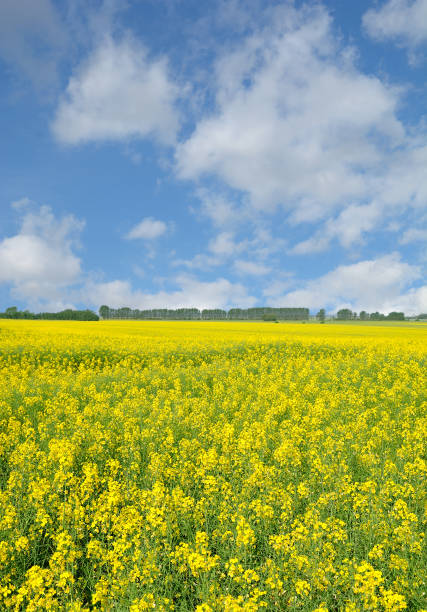 istock Summer on Poel Island,baltic Sea,Germany 1011108164