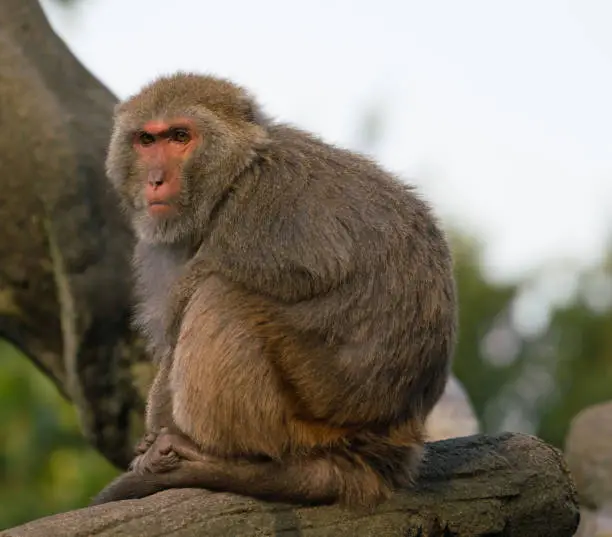 Taiwanese Formosan rock macaque monkey looking at sunset