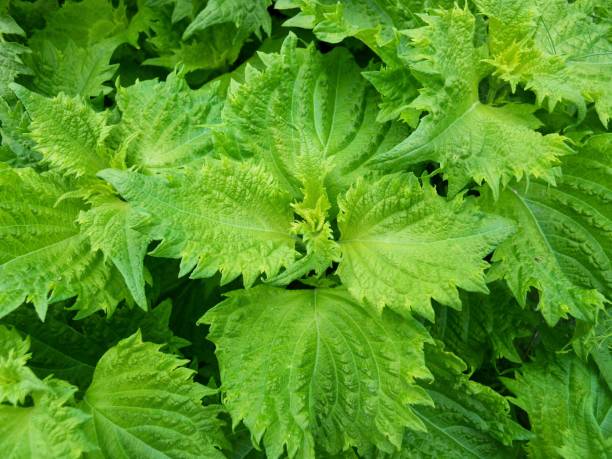 istock Cultivation of green perilla 1011108260