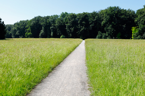 High grass in summer. Footpath through a green meadow in the Cologne town forest.