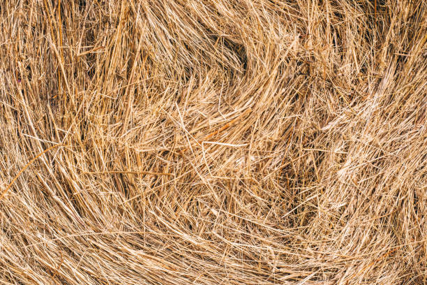 Golden hay background hay, straw, texture yellow,