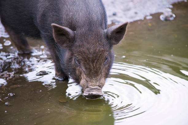 istock funny pig in the mud on the farm 1011132198