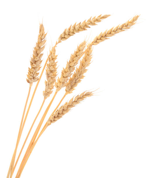 istock Ripe ears of wheat. 1011137922