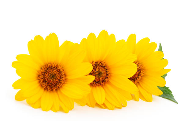 istock Yellow flower Rudbeckia, (mini sunflower). 1011137964