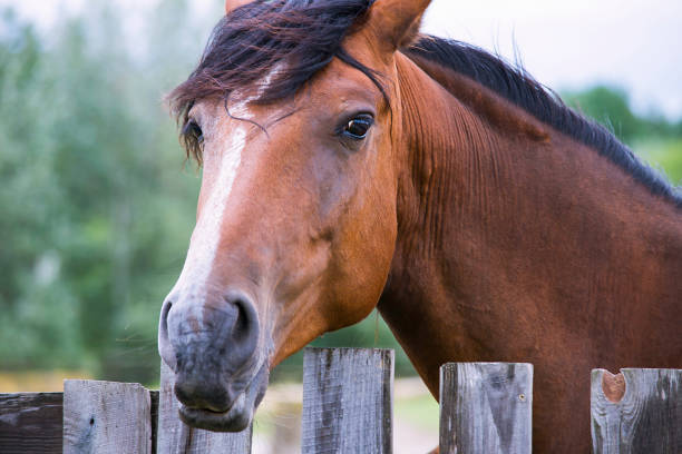 istock horse in summer on a meadow 1011138058