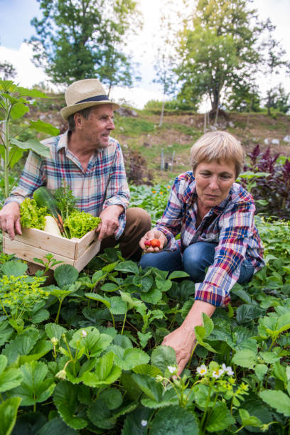 istock Seniors Gardening Strawberries 1011138108