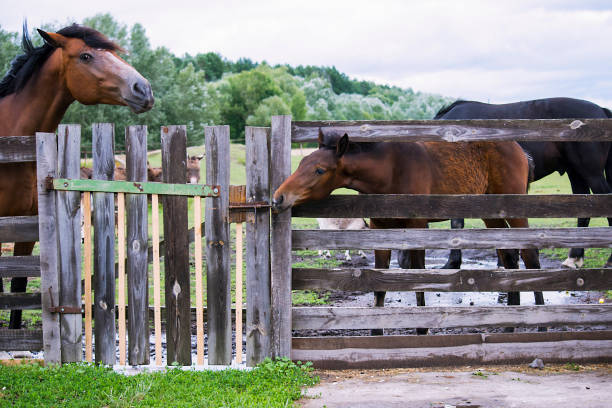 istock horse in summer on a meadow 1011138632