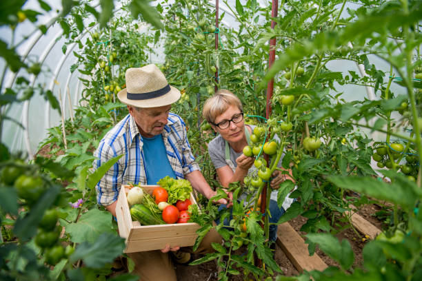 istock Seniors Gardening Vegetables 1011138702