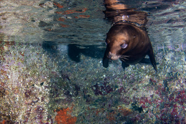 istock sea lion seal underwater while diving galapagos 1011141016