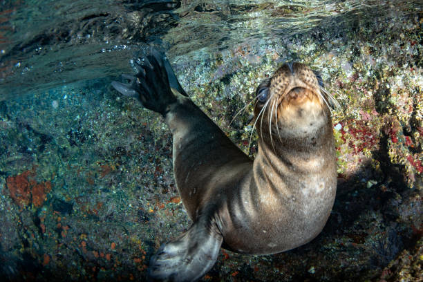 istock sea lion seal underwater while diving galapagos 1011141076