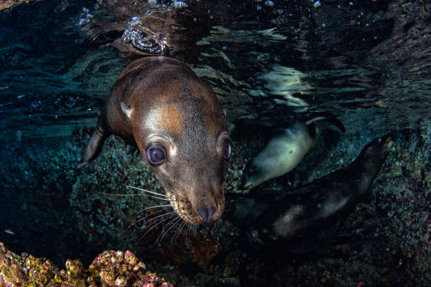 istock sea lion seal underwater while diving galapagos 1011141368