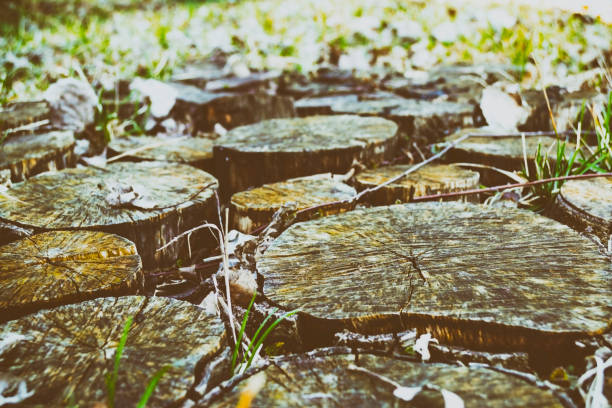 Timber industry. Cut tree trunks in the forest, Serbia, Europe.