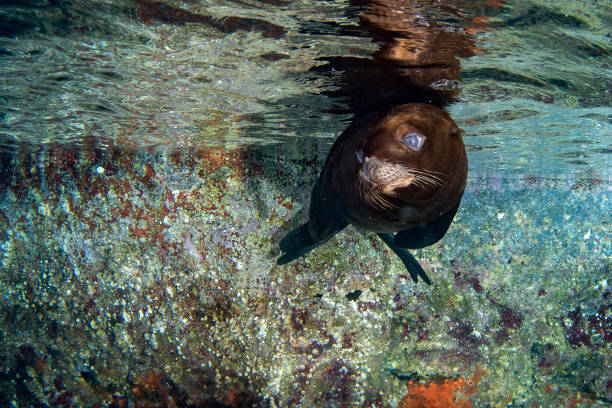 istock sea lion seal underwater while diving galapagos 1011141728