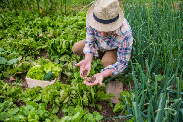 istock Senior Man Gardening, Soil in hands 1011146356