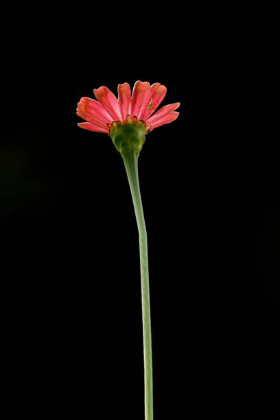 istock Cosmos bipinnatus - Mexican Aster. 1011146666