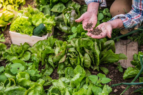 istock Gardening, soil in hands close up 1011146706