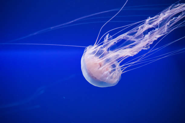 istock A jellyfish swimming in motion 1011159804