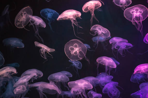 네온 광선 효과와 해파리 - jellyfish moon jellyfish underwater wildlife 뉴스 사진 이미지