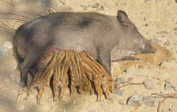 Central European wild boar (Sus scrofa scrofa) piglets suckling