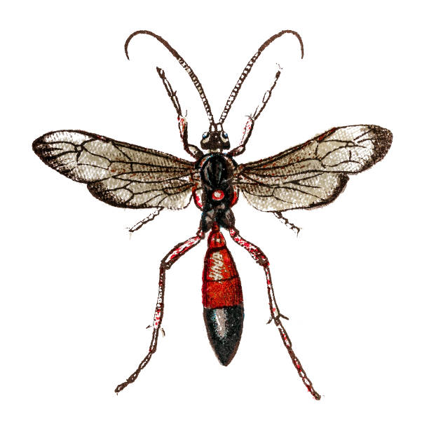 ichneumon stramentor - victorian style engraved image lepidoptera wildlife点のイラスト素材／クリップアート素材／マンガ素材／アイコン素材