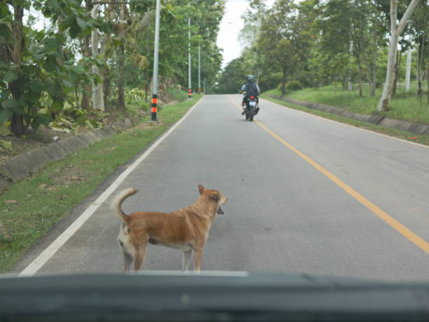 istock A dog standing in front of and blocking a car from driving off 1011161034