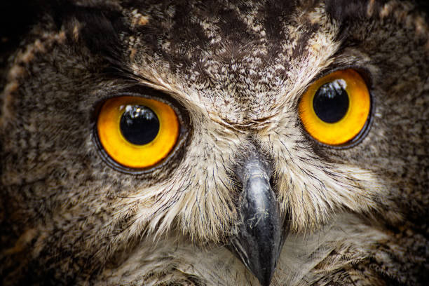 istock Detail close-up owl (bubo bubo) 1011165500