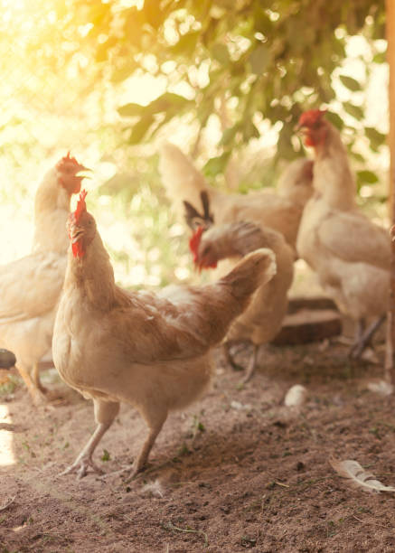 istock chickens and the environment. Hens and rooster in the coop 1011165672