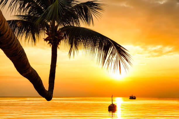 istock Coconut palm trees against colorful sunset 1011165866